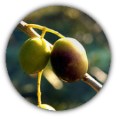 olive olive peranzana